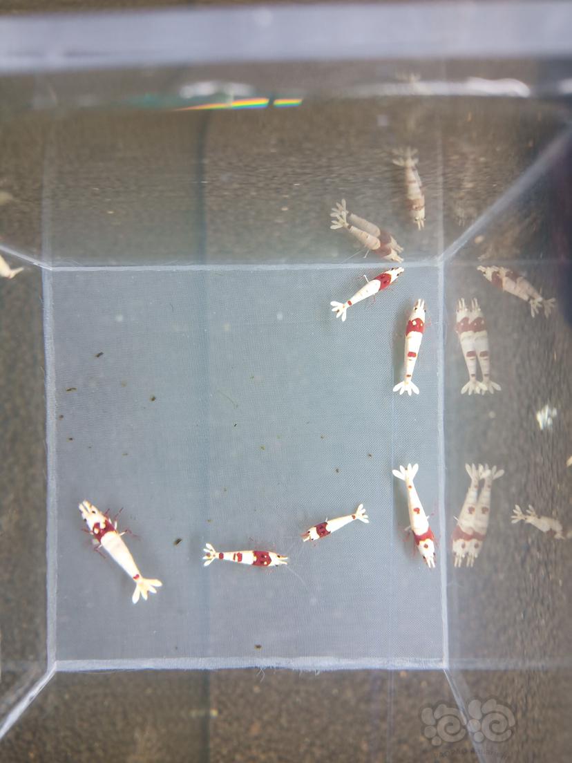 【虾】2019－12－08#RMB拍卖红白一份7只-图5