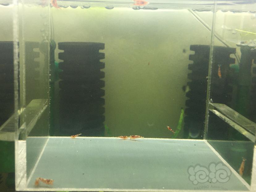 【虾】2019－12－07#RMB拍卖红花虎12只-图3