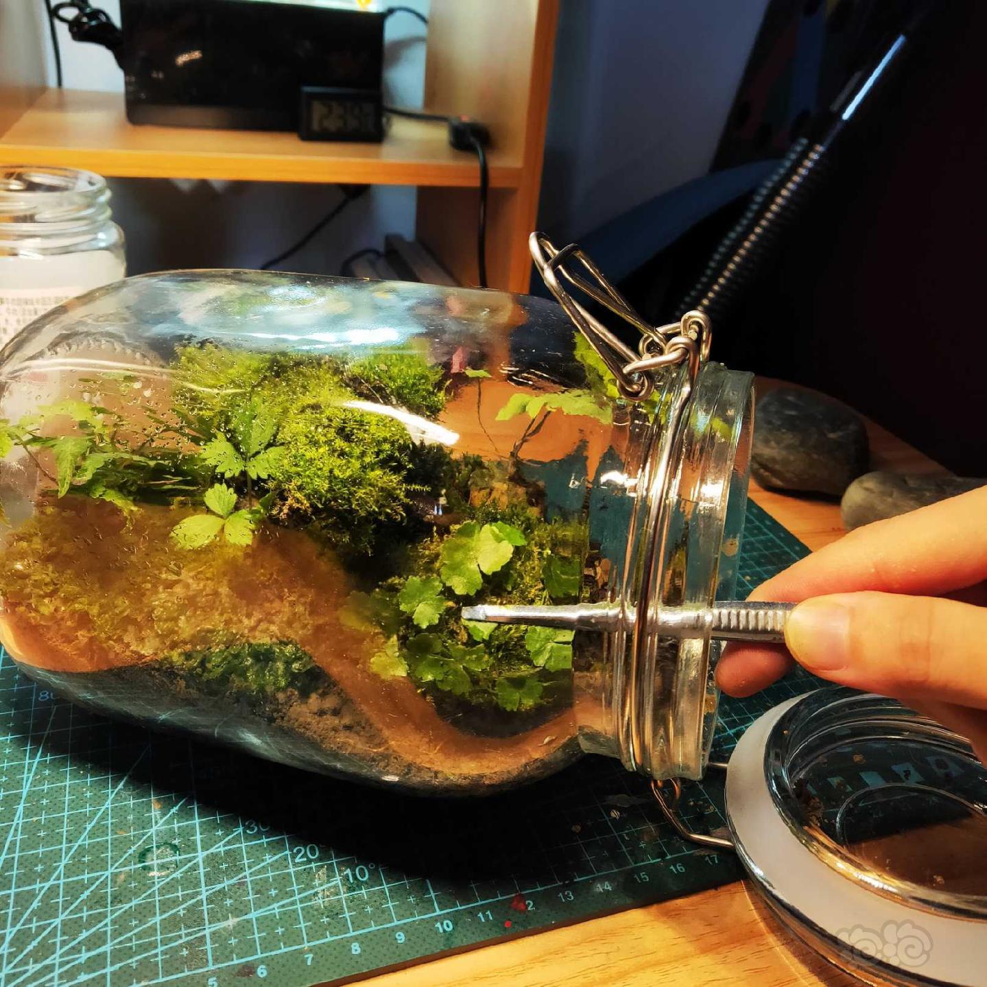 制作一个零成本苔藓生态瓶-图6