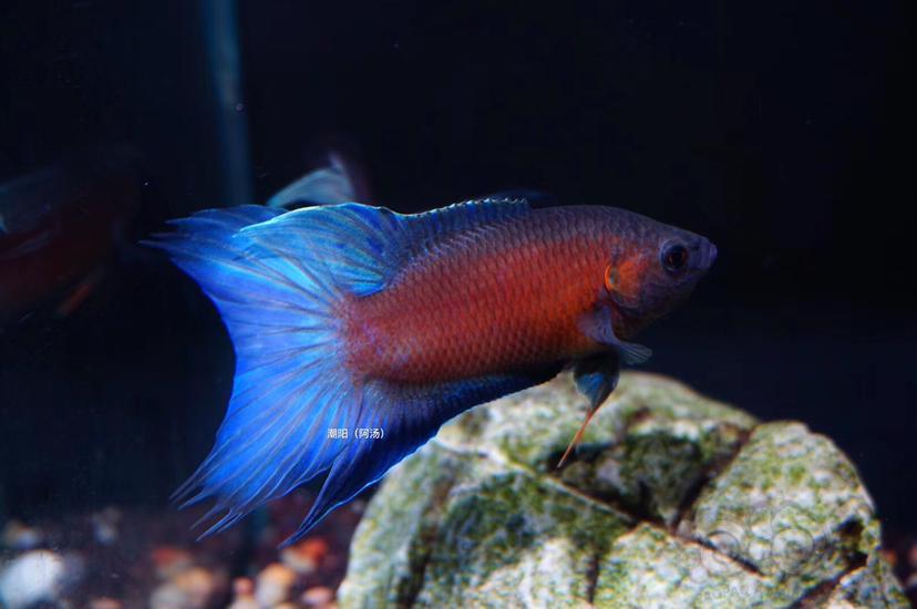 【斗鱼】叉尾斗鱼～澳火