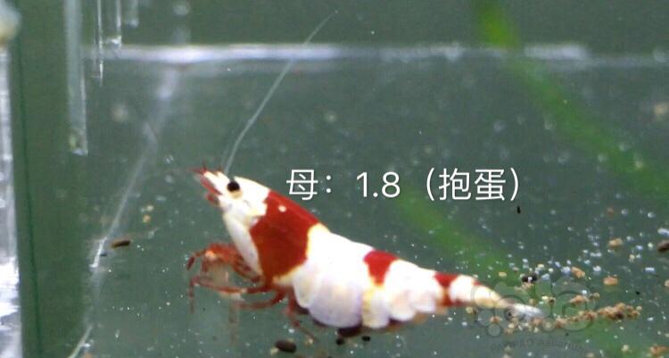 【虾】2019-12-01#RMB拍卖系统红白三公五母繁殖组-图2