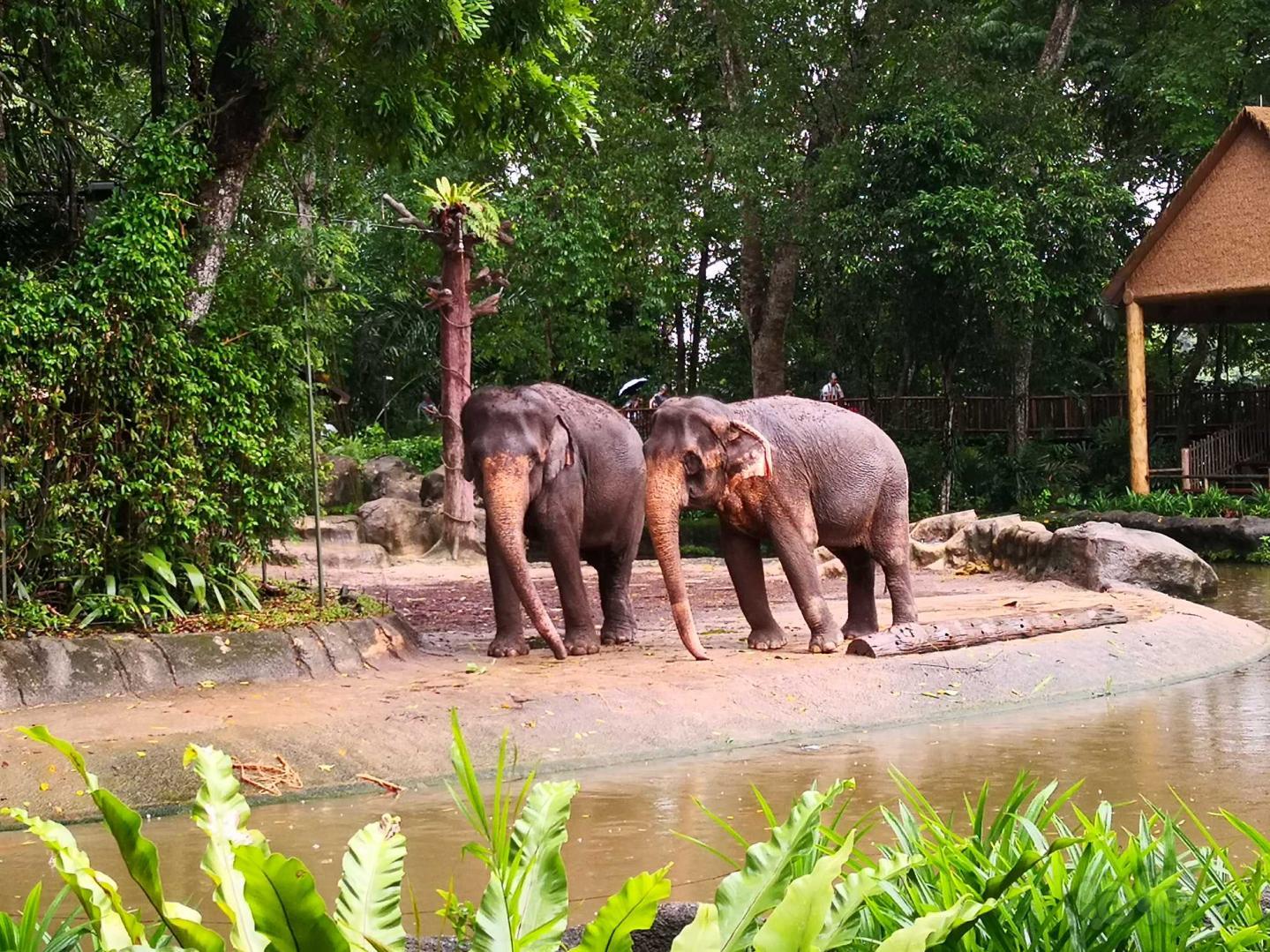 动物园拍大象-图2