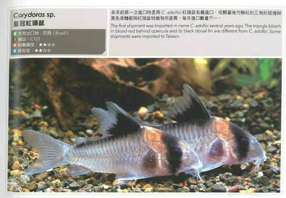 【鼠鱼】皇冠红头鼠鱼简介-图1