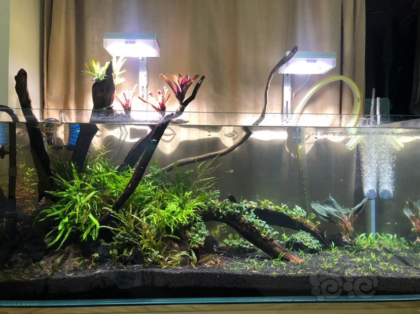 买的水草里面夹带的一些螺 如何去除比较简便 泡泡水族