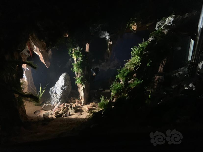 开缸第13天了深夜峡谷