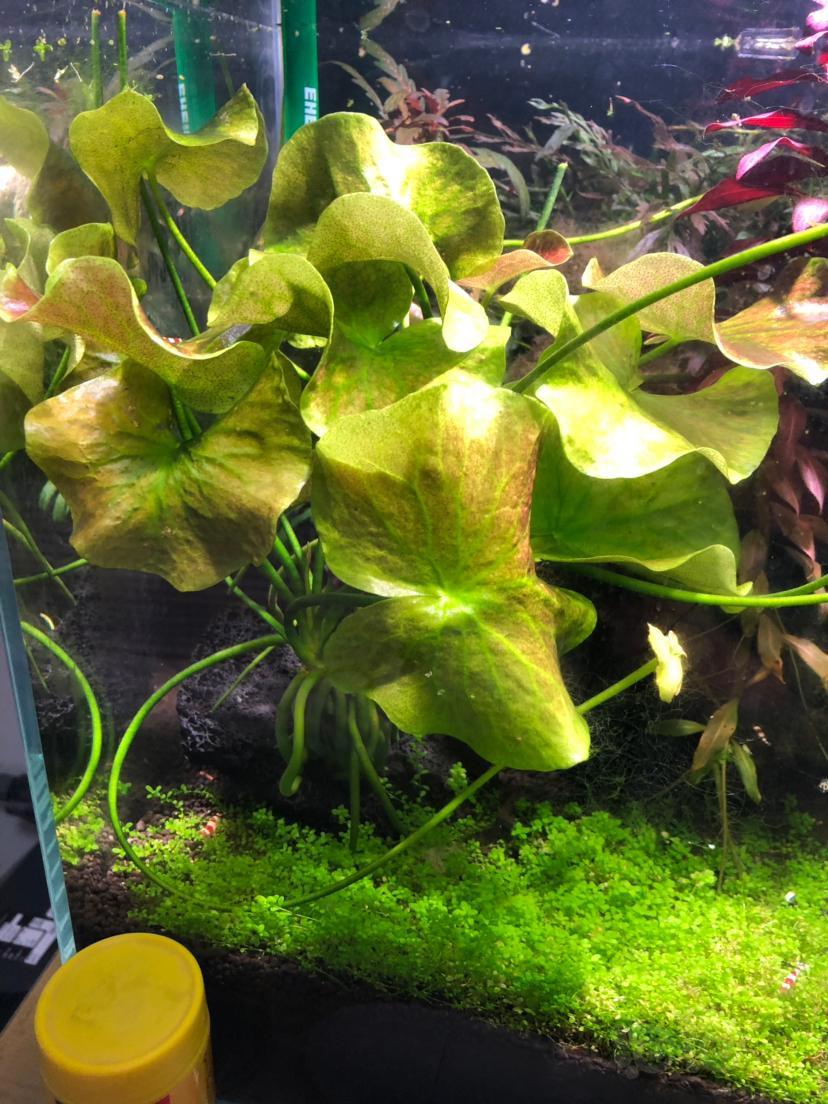 香蕉草可以发出红色的吗