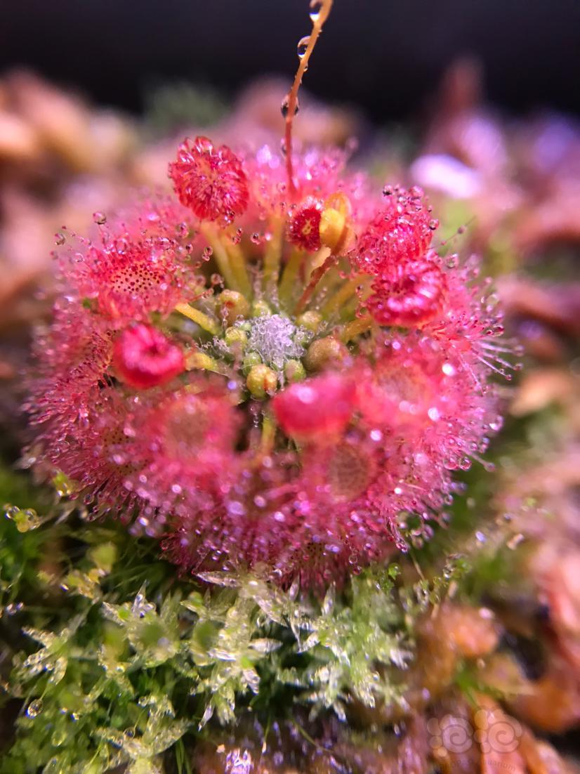 【食虫】美丽的茅膏菜