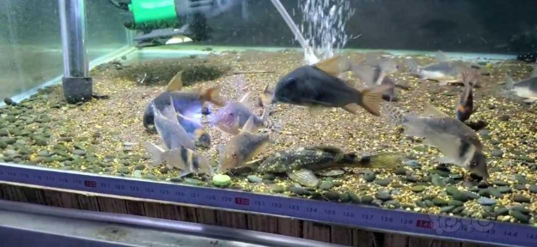 【热带鱼】鼠鱼，异形，橙兔螺，饲料-图3