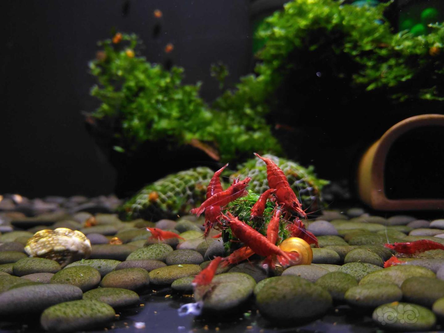 emmm这下好了彻底成米虾缸