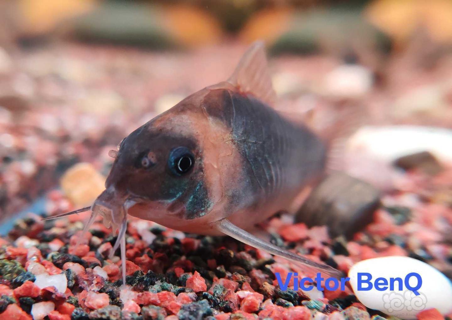 鼠鱼微距镜头拍小鼠