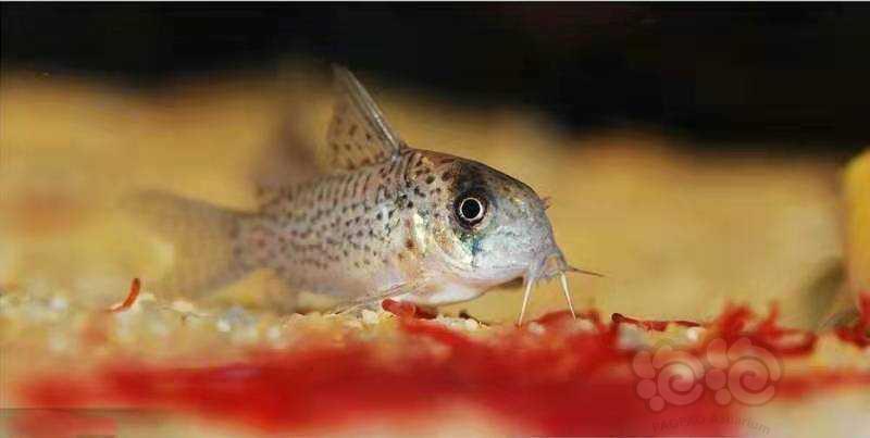 鼠鱼 白豹鼠鱼ii型简介 泡泡水族