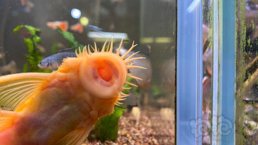 其它雪花胡子种鱼