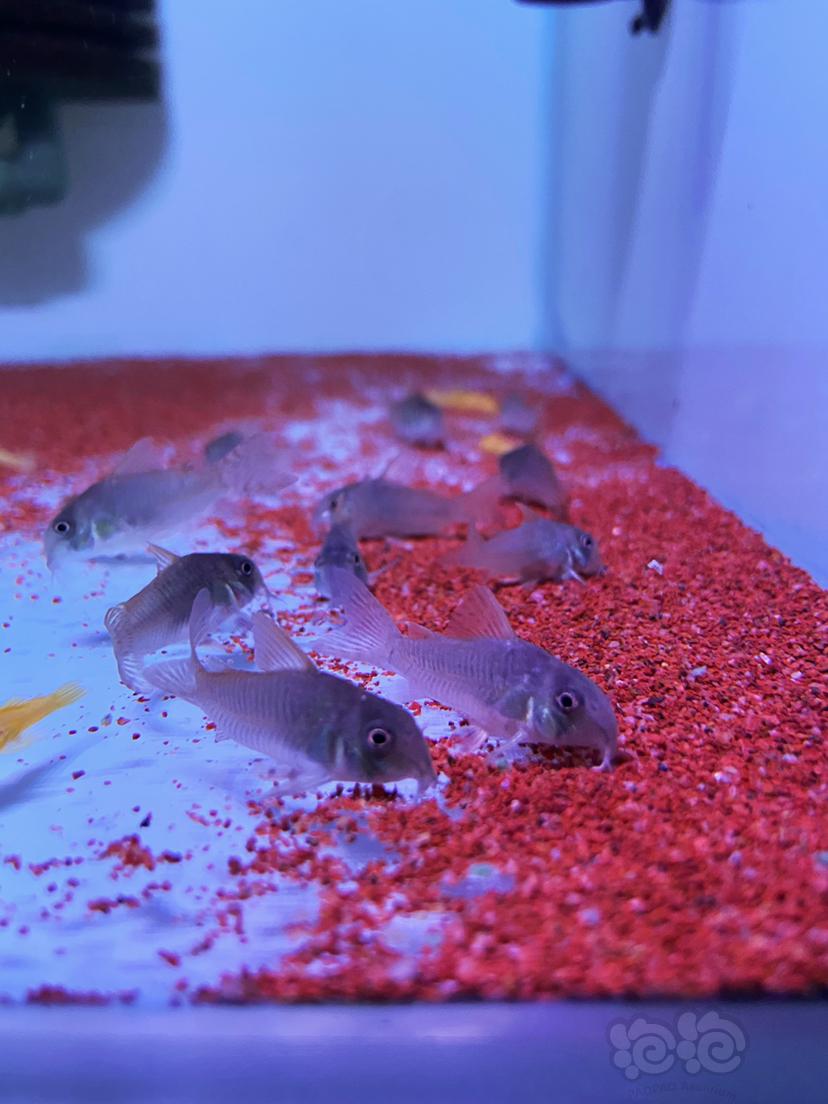 【鼠鱼】小小红帆鼠鱼-图4