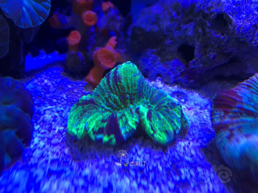 美丽的珊瑚🐝-图1