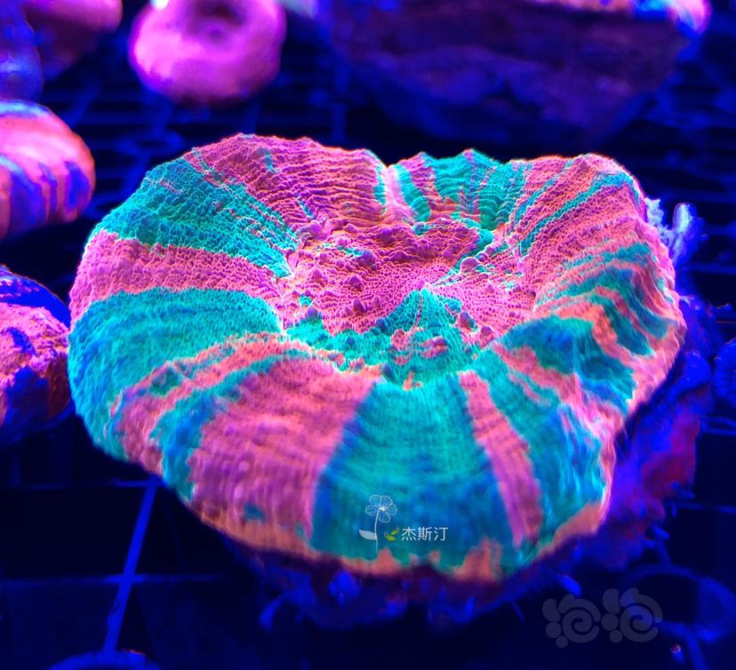 美丽的珊瑚👍🏿-图6