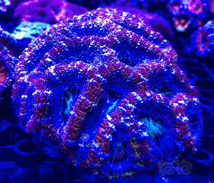 美丽的珊瑚来了-图2