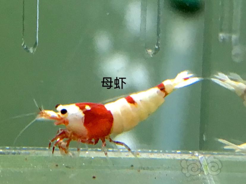 【虾】2020-01-01#RMB拍卖三公七母繁殖组-图7