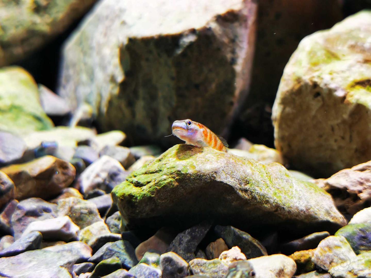 原生缸里的虾虎