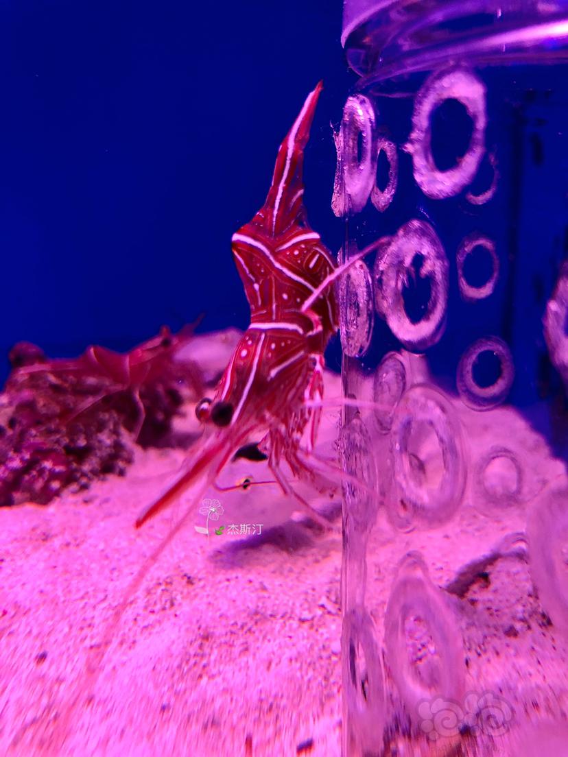 机械虾 学名红斑活额虾-图1