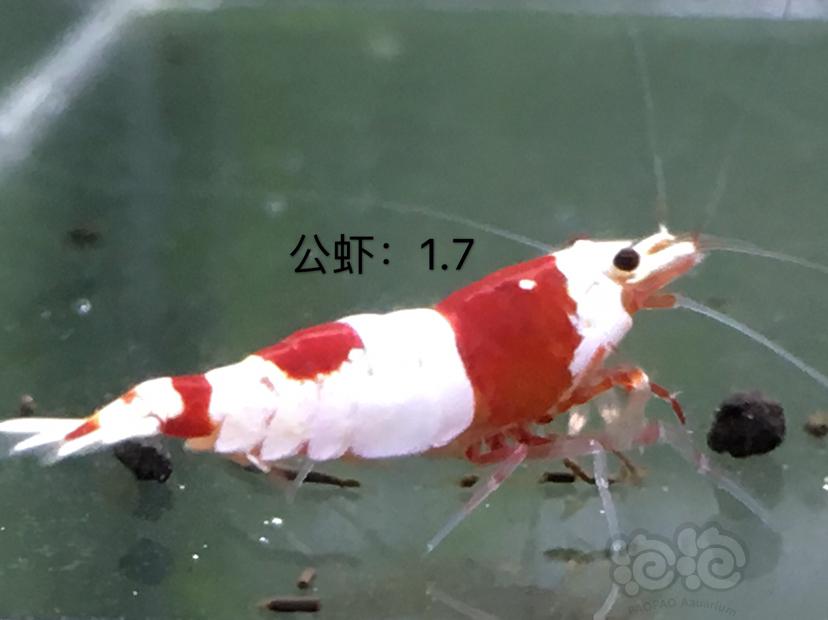 【虾】2020-01-07#RMB拍卖四公十母繁殖组-图2