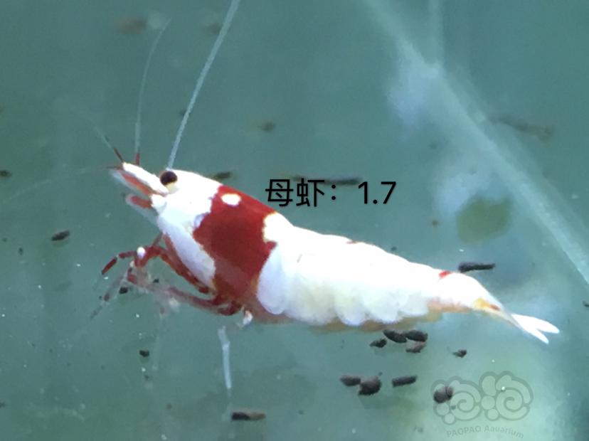 【虾】2020-01-07#RMB拍卖四公十母繁殖组-图9