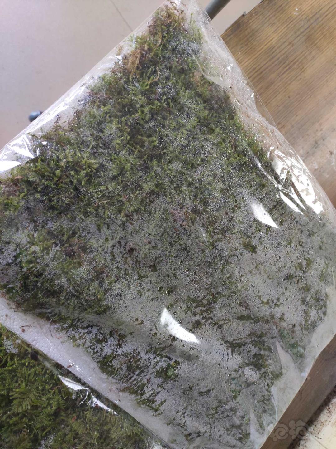 【水草】出售两片水陆缸造景苔藓植物-图5
