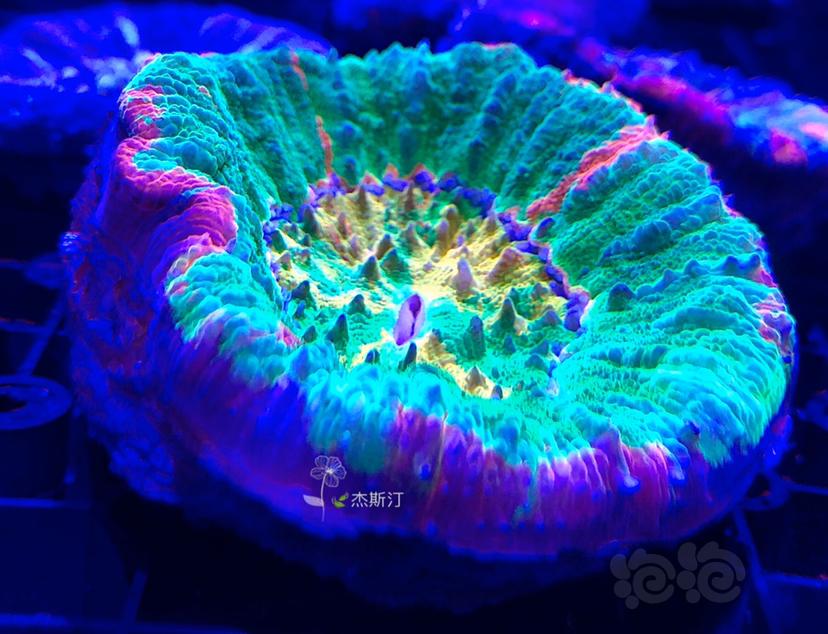 美丽的珊瑚来了-图9
