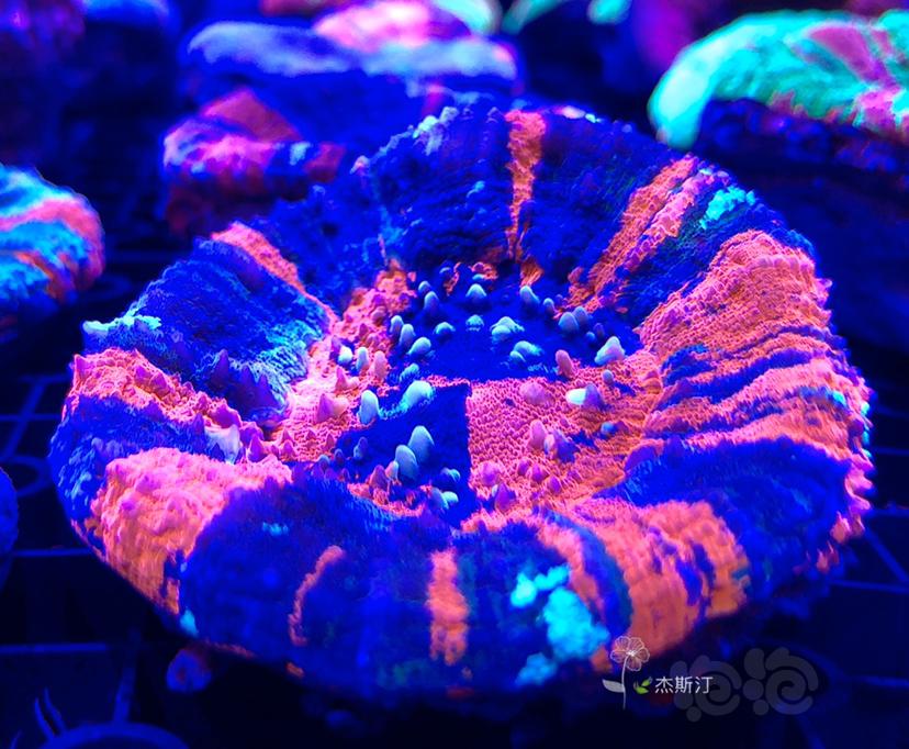 美丽的珊瑚👍🏿-图9