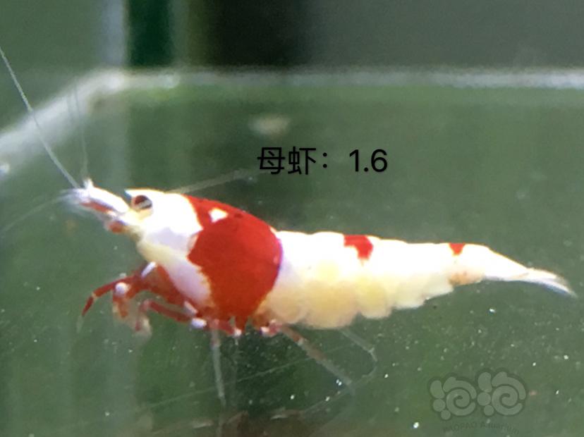 【虾】2020-01-07#RMB拍卖四公十母繁殖组-图4