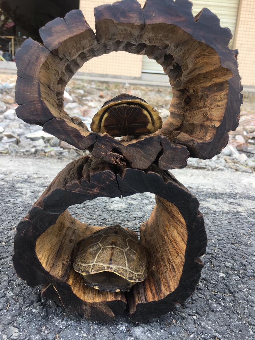 紫柚沉木纯手工制作树洞