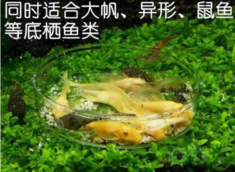 【用品】2020-1-6#RMB拍卖日本原装菠菜棒跟纳豆粮-图8