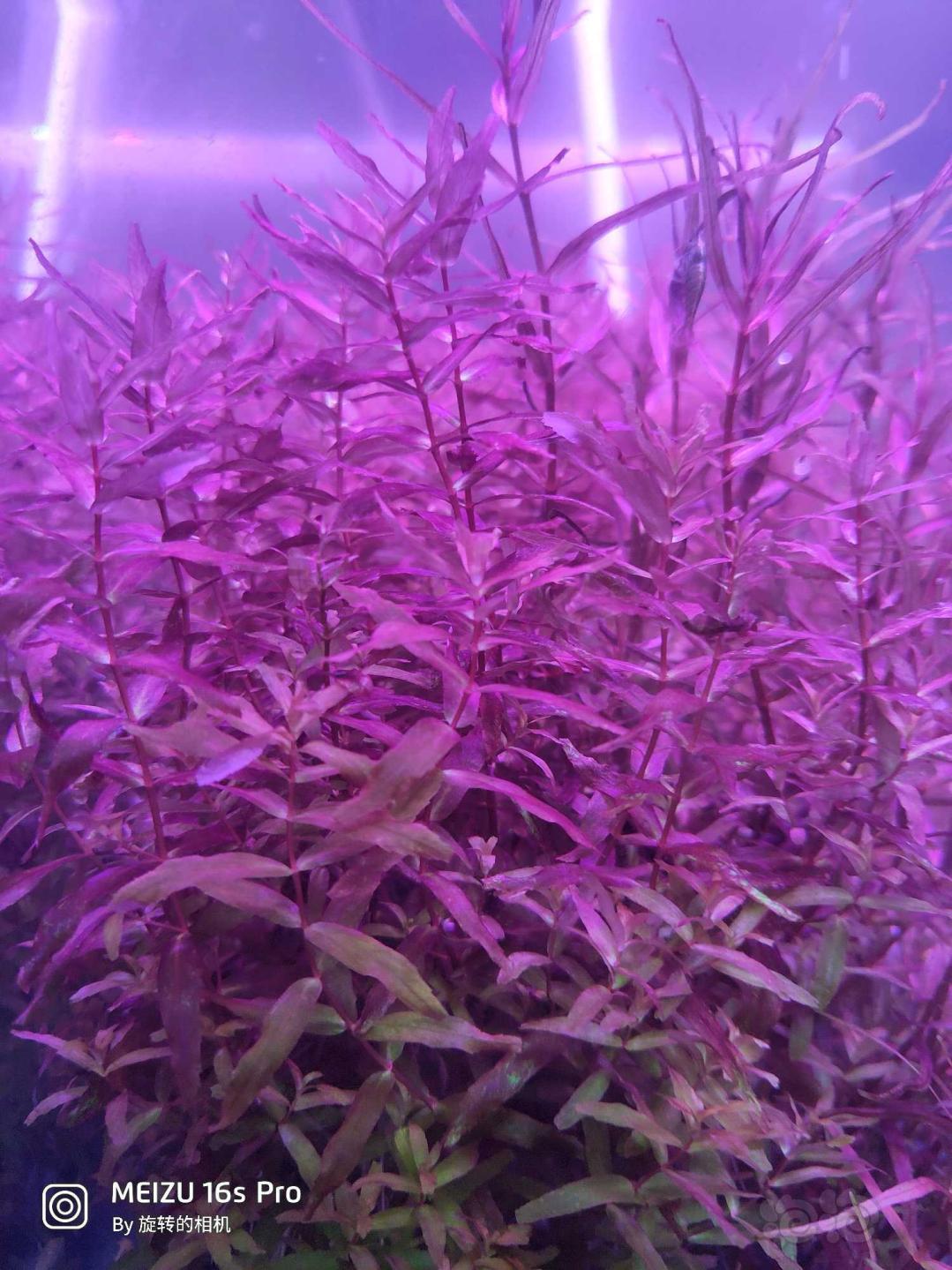 出一份水草红雨伞绿绿蝴蝶古巴叶底红螺旋烟花