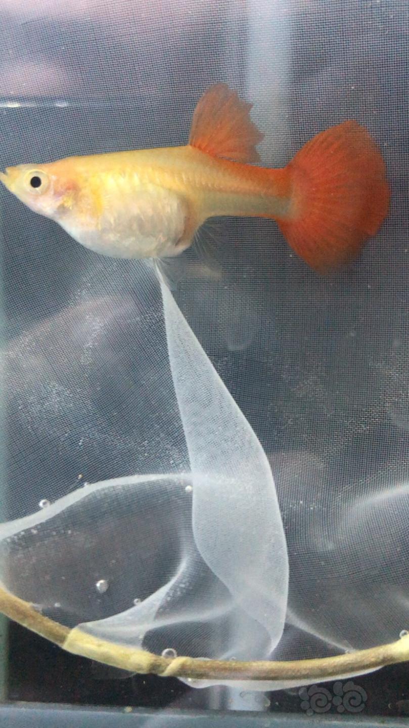 几张图解释下即将要产的母鱼