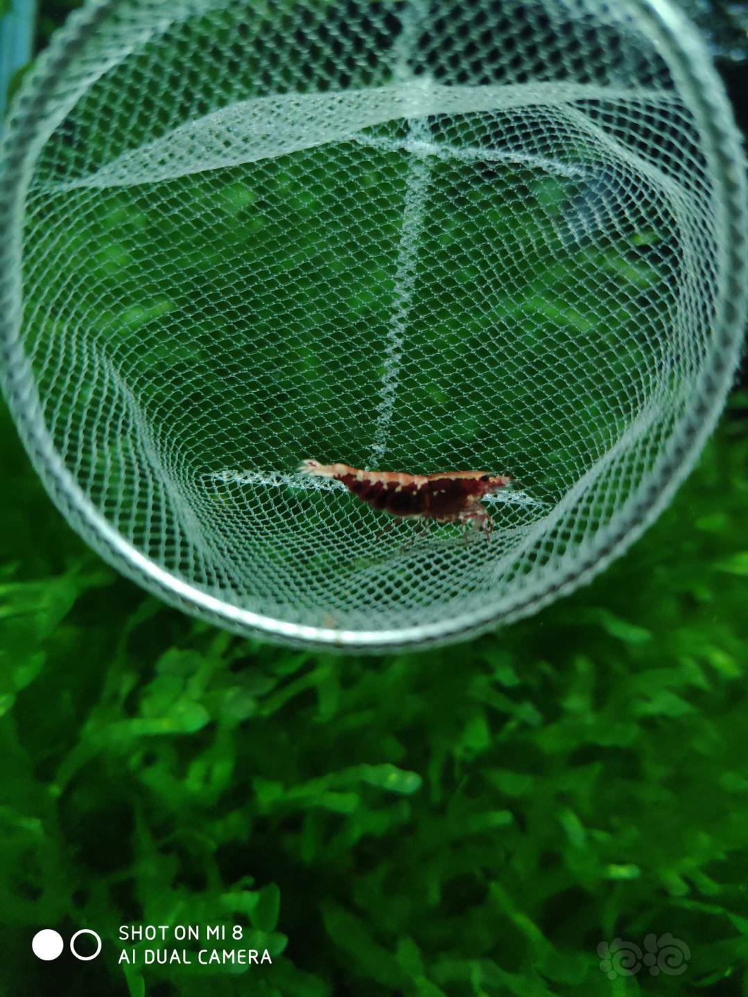 【虾】2020-01-02#人民币拍卖红银河水晶虾一份4只-图5
