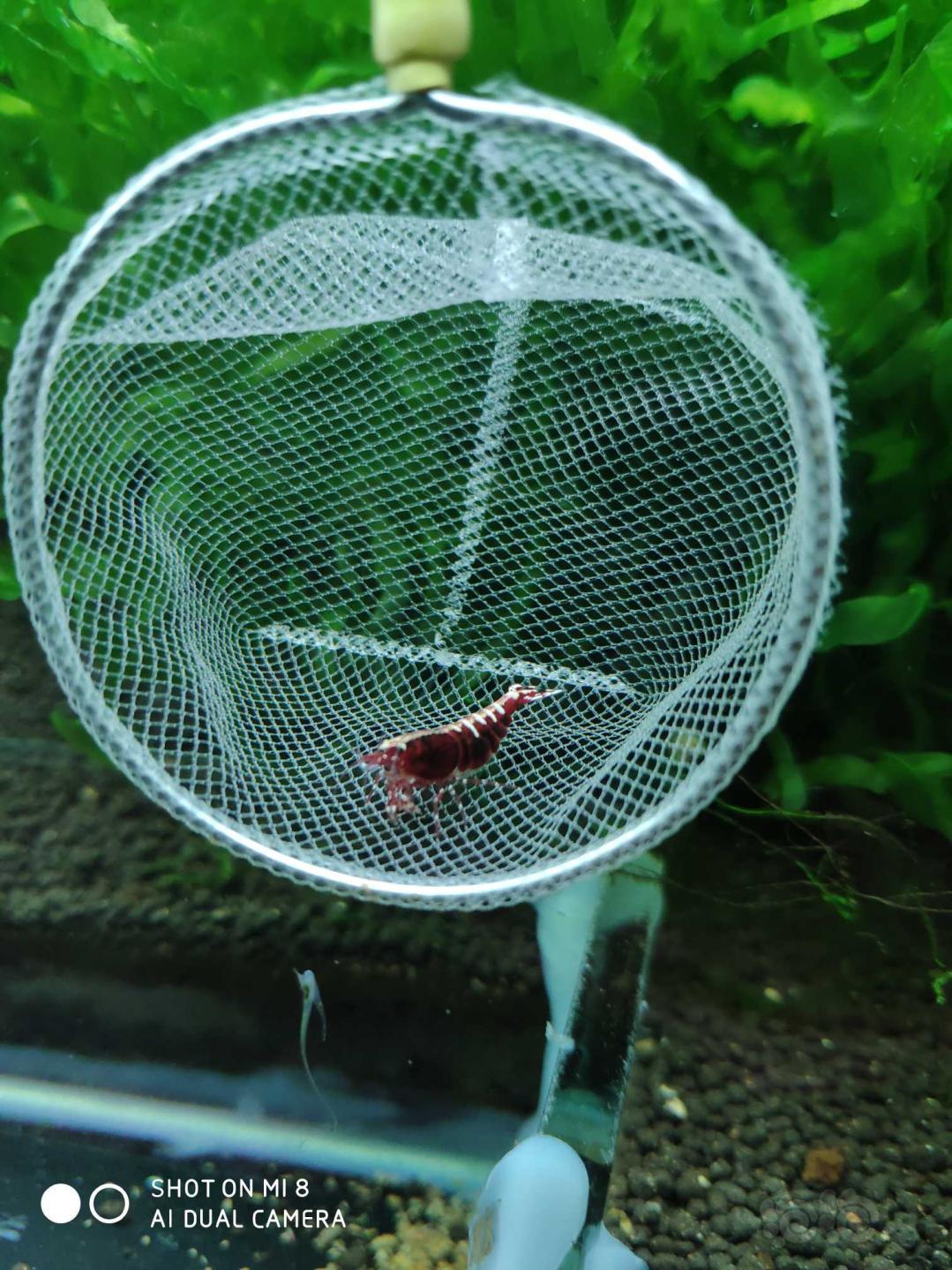 【虾】2020-01-02#人民币拍卖红银河水晶虾一份4只-图7