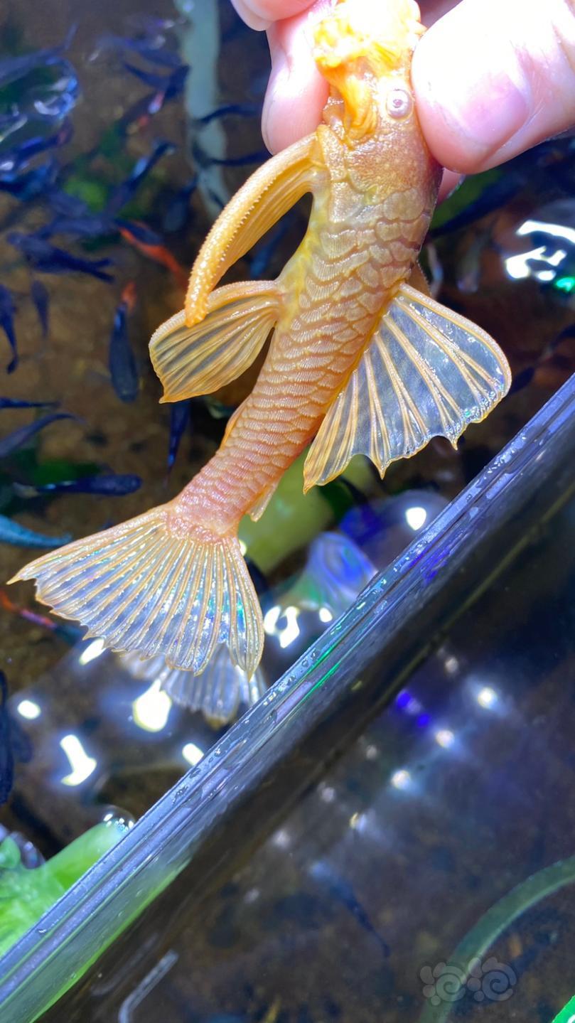 其它雪花胡子种鱼