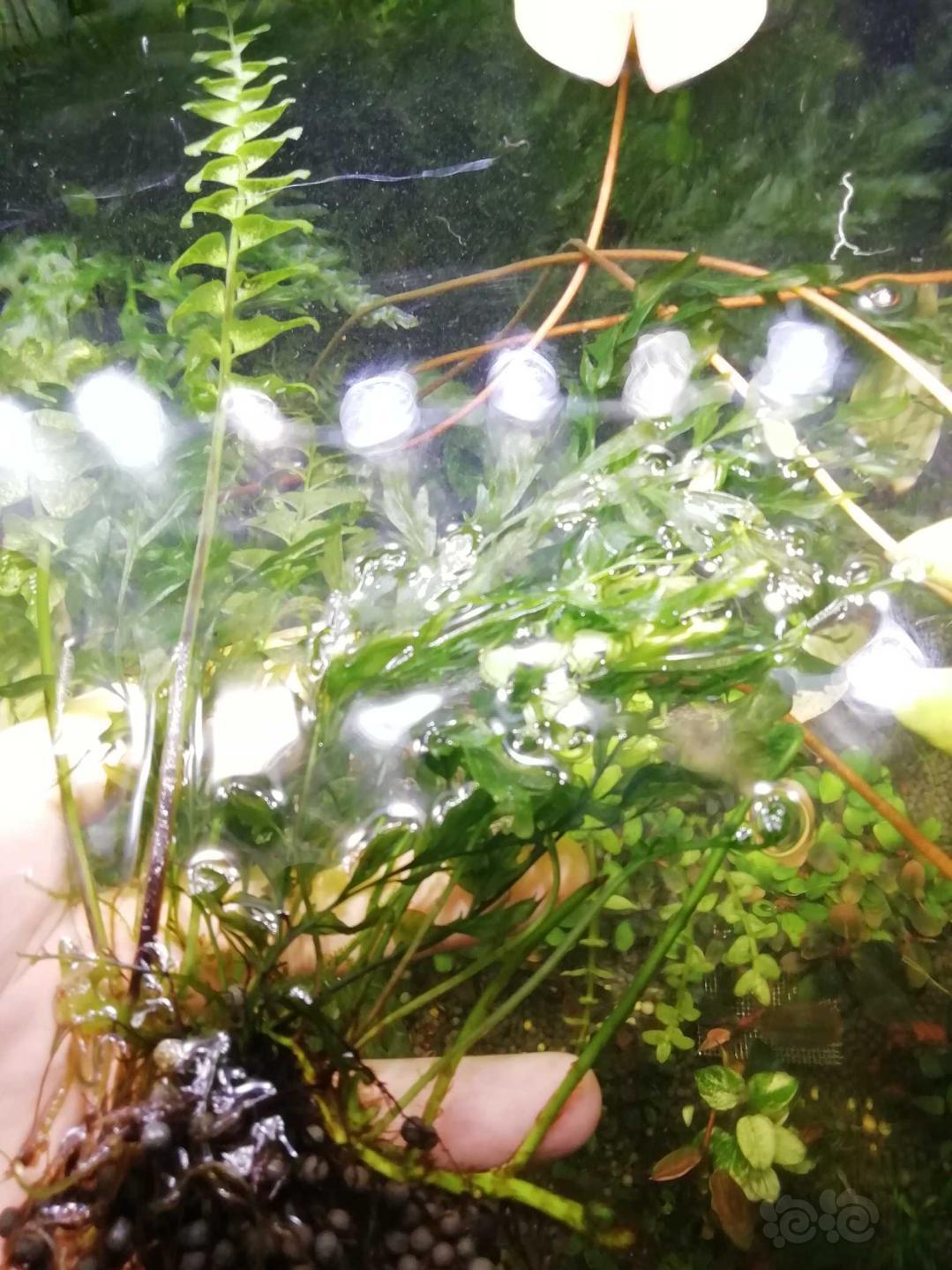 【水草】2020-2-1#RMB拍卖黑木蕨等水草-图1