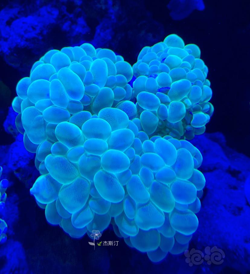 美丽的珊瑚🐝-图7