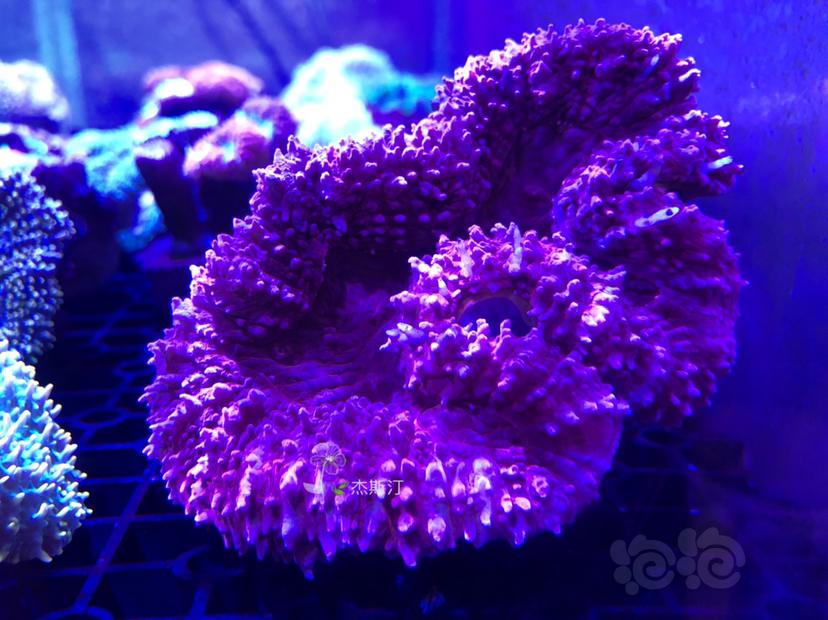 美丽的珊瑚来了-图8