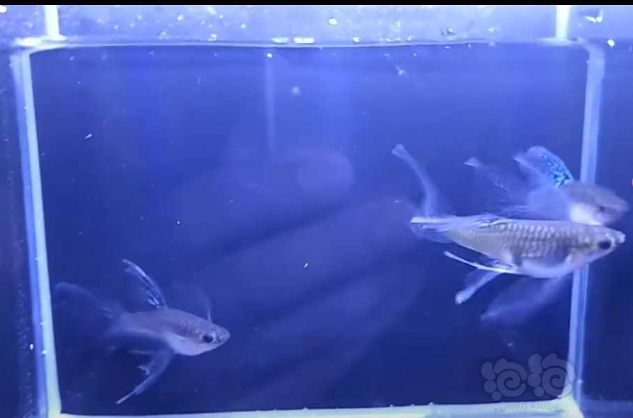【热带鱼】出兰草孔雀鱼，自提（天津地区）-图6