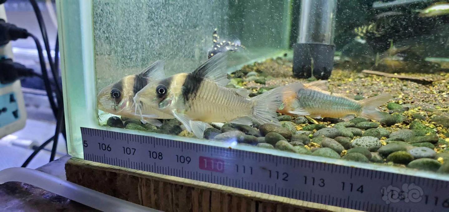 【魚類】鼠魚,異形,橙兔螺,飼料