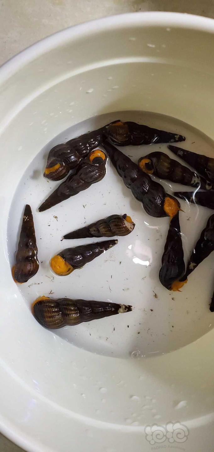 【热带鱼】鼠鱼，异形，橙兔螺，饲料-图7