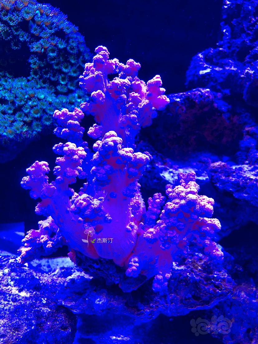 美丽的珊瑚👍🏿-图1