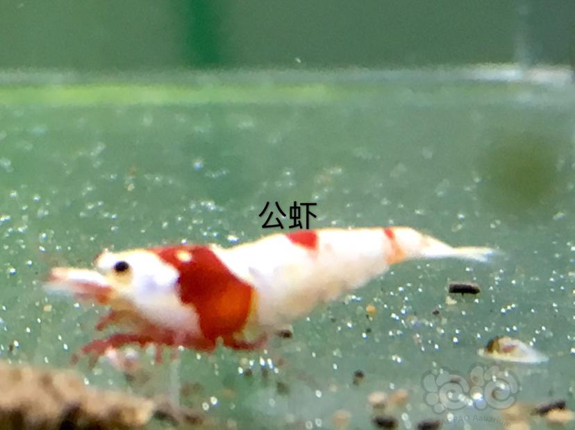 【虾】2020-01-01#RMB拍卖三公七母繁殖组-图3