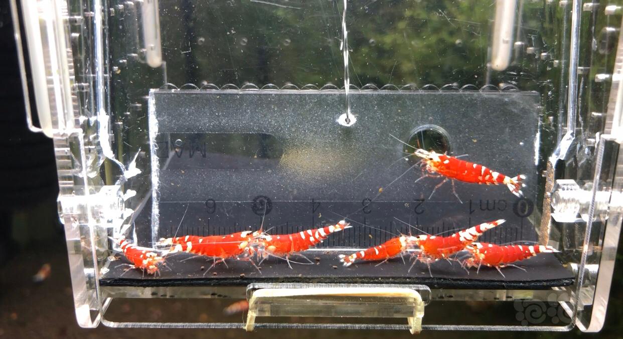 【虾】2020-01-01号#RMB拍卖星空宝石红一份-图2