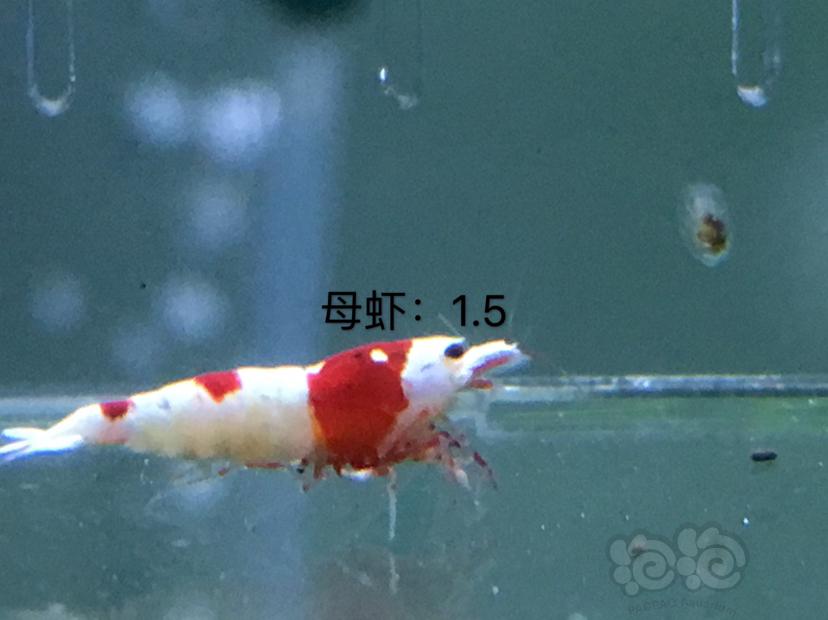 【虾】2020-01-07#RMB拍卖四公十母繁殖组-图6