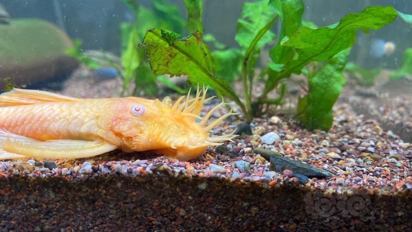 其它雪花胡子种鱼