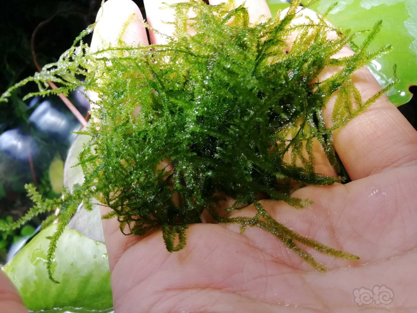 【水草】2020-2-1#RMB拍卖黑木蕨等水草-图8