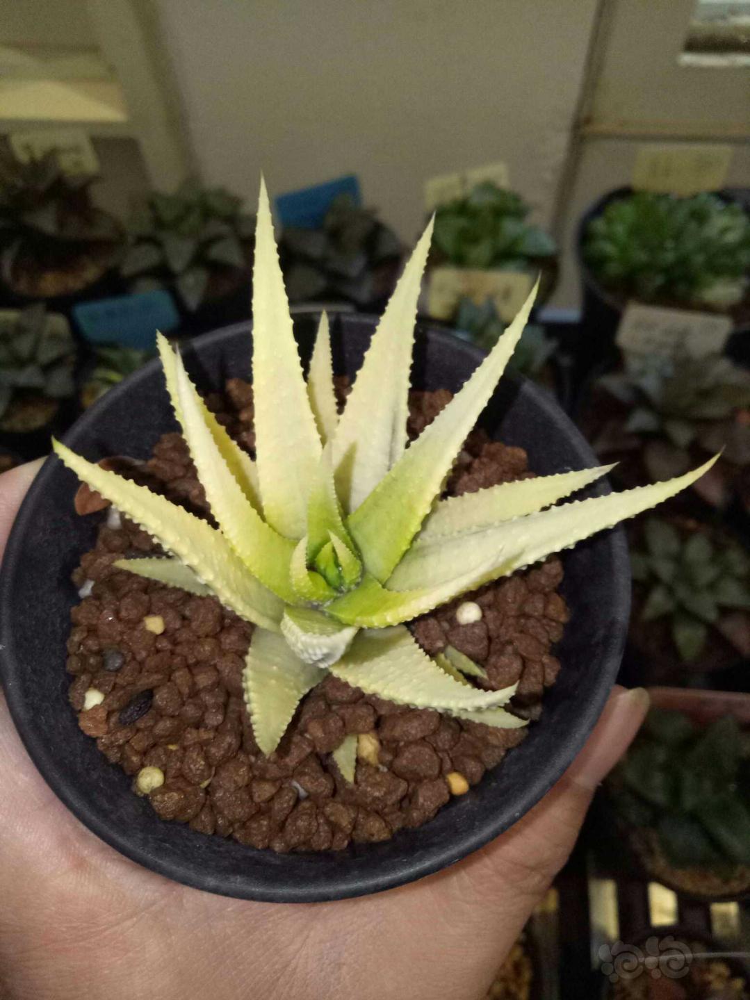 十二卷硬叶锦化的变异