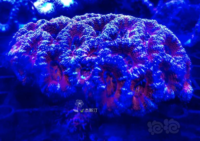 美丽的珊瑚来了-图3